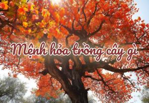 Cây phong thủy cho người mệnh Hỏa