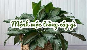 Chọn cây phong thủy cho người mệnh Mộc