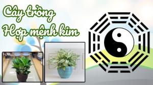 Mệnh kim trồng cây gì