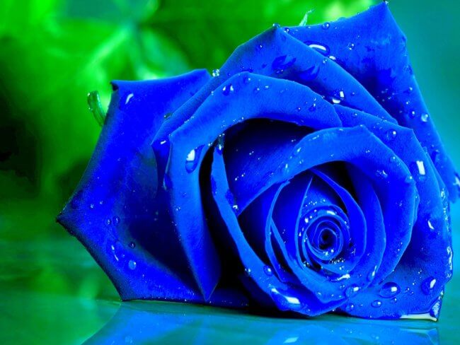 hoa hồng xanh khiến ai mệnh Thủy đều bị thu hút