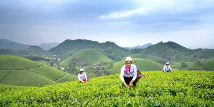 Người mệnh Đại Trạch Thổ có thể thành công lớn với các nghề tư vấn, ngoại giao, nông nghiệp, trông trọt,...