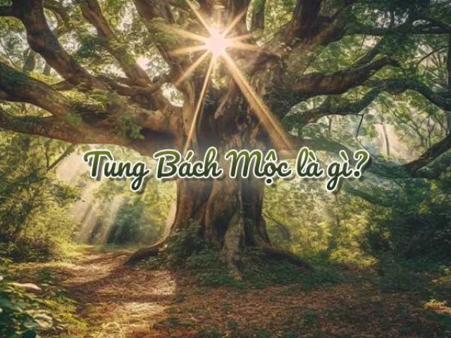 Tùng Bách Mộc là gì