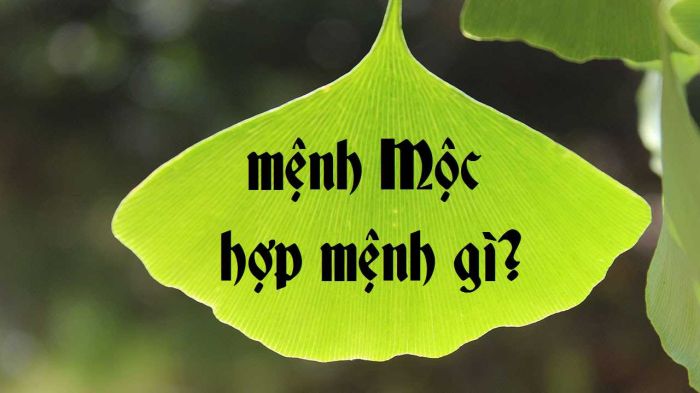 Tùng Bách Mộc có thể kết hợp với nhiều mệnh khác nhau để có sự hỗ trợ tốt đẹp nhất