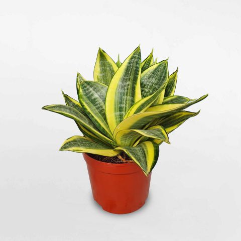 <span id='cay-luoi-ho-vien-vang'></span>Cây Lưỡi Hổ Viền Vàng