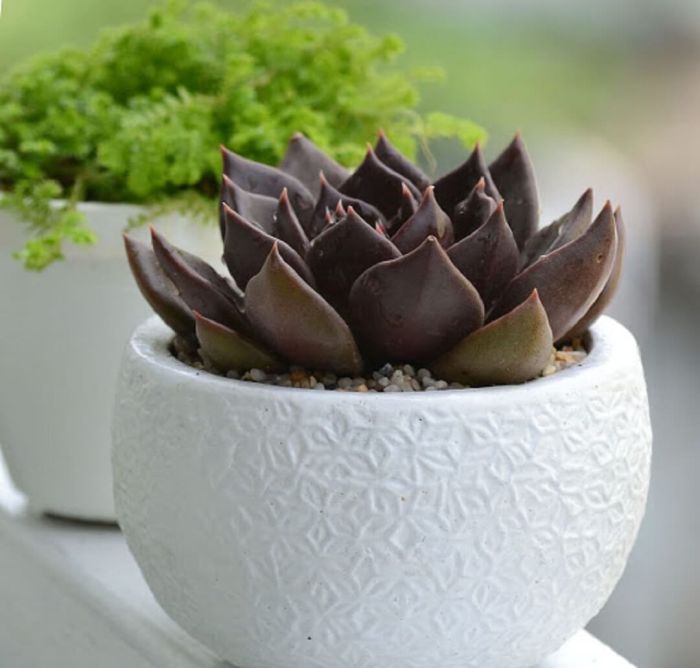 <span id='cay-sen-da-nau'></span>Cây Sen Đá Nâu