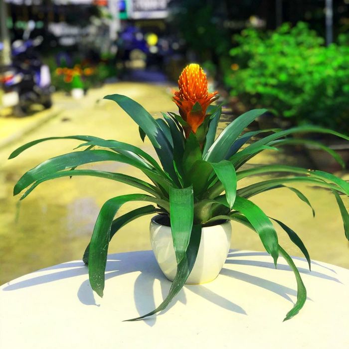 <span id='cay-phong-loc-hoa'></span>Cây Phong Lộc Hoa