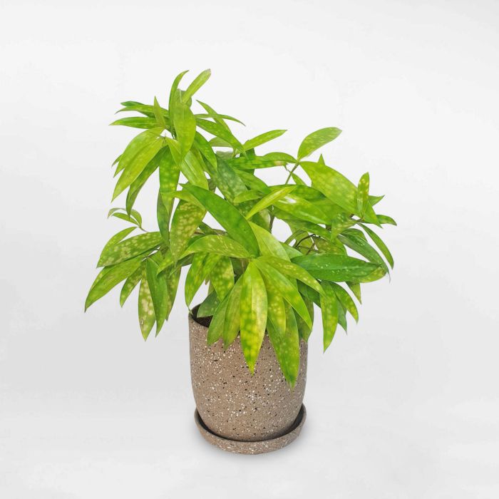 <span id='cay-truc-nhat-vang'></span>Cây Trúc Nhật Vàng