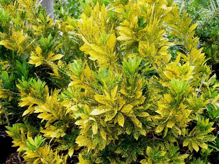 <span id='cay-co-tong-la-dom'></span>Cây Cô Tòng Lá Đốm