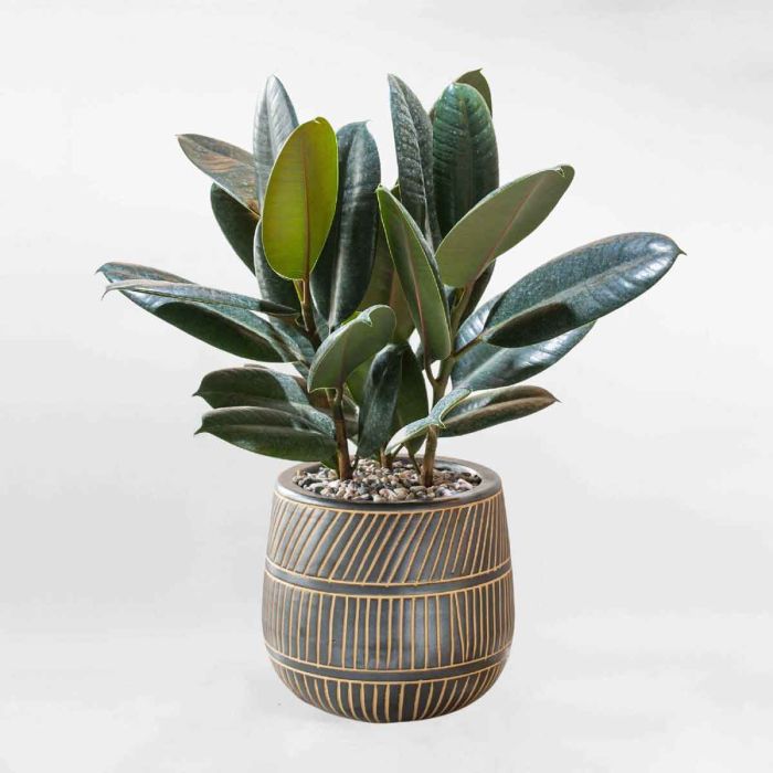 <span id='cay-da-bup-do'></span>Cây Đa Búp Đỏ