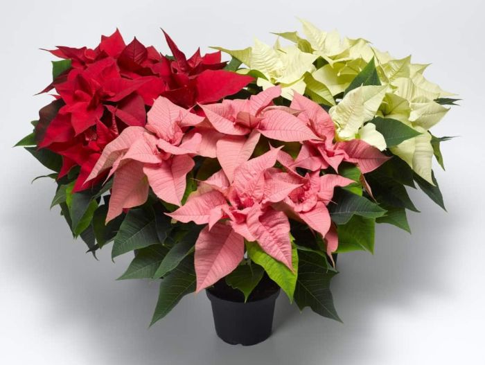 <span id='cay-trang-nguyen'></span>Cây Trạng Nguyên