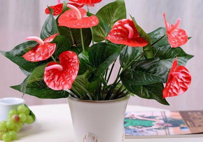 Cây cảnh hồng môn người mệnh Hỏa nên chọn để tăng vận khí