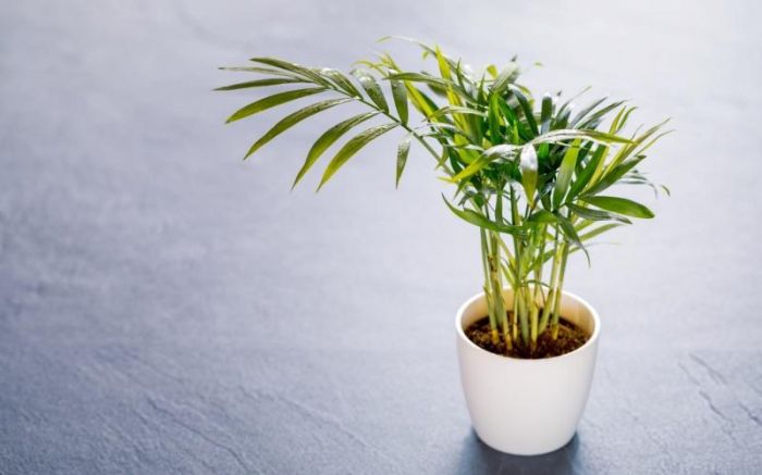 Kích thước cau tiểu trâm nhỏ gọn, thích hợp cho người mệnh Hỏa trồng trong nội thất