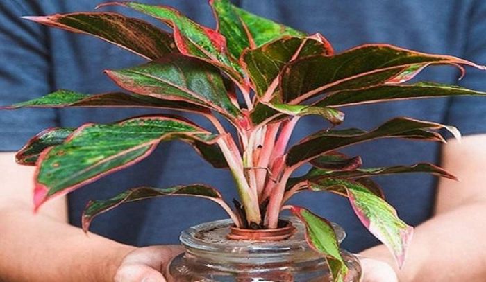 Phú quý là cây cảnh phong thủy rất hợp với mệnh Hỏa