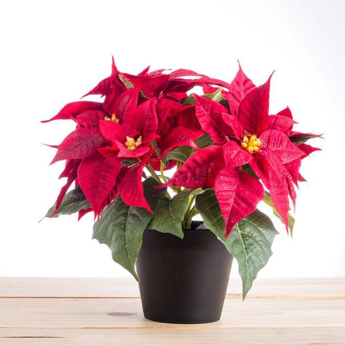 <span id='cay-trang-nguyen'></span>Cây trạng nguyên giúp sự nghiệp người mệnh Hỏa thăng tiến mạnh mẽ