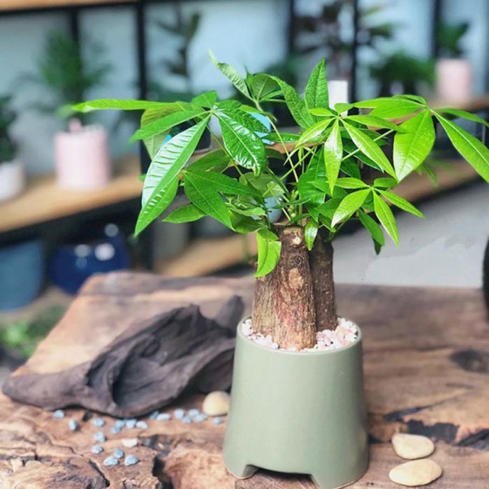 Muốn tăng vận khí và giữ tiền tài thì người mệnh Hỏa nên chọn cây Kim ngân