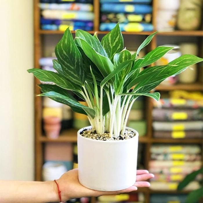 Đặt bạch mã hoàng tử trong nội thất sẽ giúp sự may mắn của người trồng tăng lên đáng kể