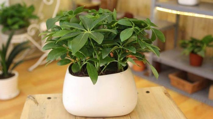 Cây cảnh phong thủy đẹp cho người mệnh Hỏa trồng trong nội thất