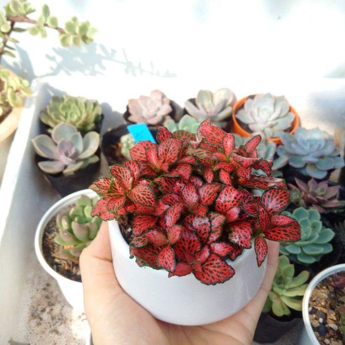 Sắc đỏ tươi tắn của cây rất hợp để người mệnh Hỏa chọn trồng