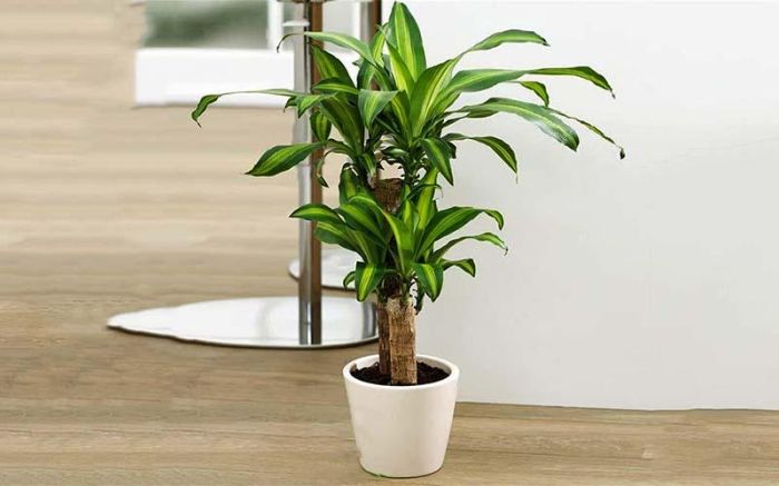 Người mệnh Hỏa đừng quên chọn trồng cây thiết mộc lan để có phong thủy tốt