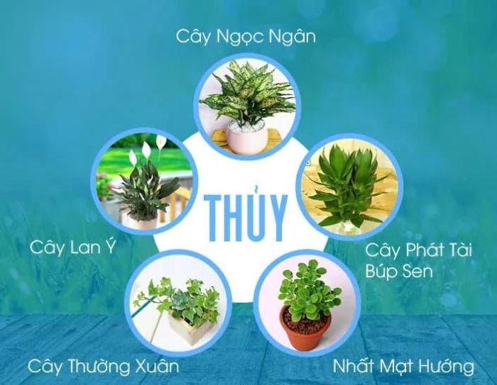 Những cây thuộc mệnh Thủy thì người mệnh Hỏa tuyệt đối không chọn trồng