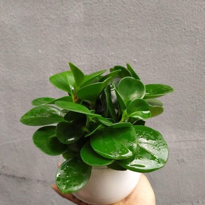 Chọn cây trường sinh sẽ giúp tăng sự bình an, yên ổn cho người mệnh Hỏa