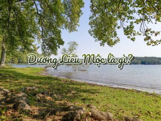 Dương Liễu Mộc là gì?