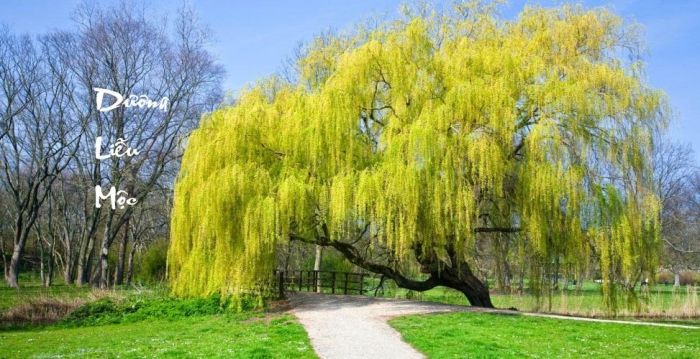 Nạp âm này có thể phát triển tốt ở nhiều lĩnh vực khác nhau