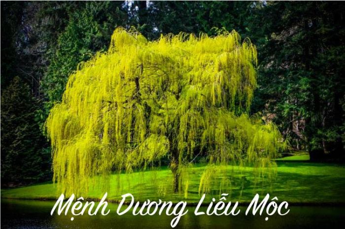 Các mệnh hợp để kết thân với Dương Liễu Mộc