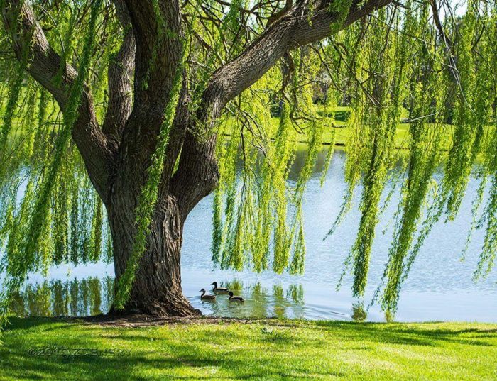 Không chọn mệnh tương khắc sẽ giúp người mang nạp âm Dương Liễu Mộc không gặp những chuyện thiếu may mắn