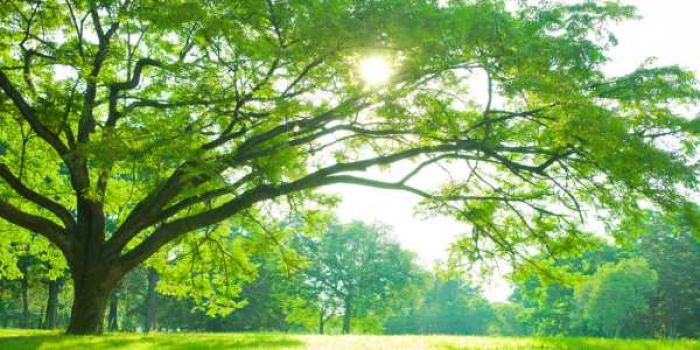 Lư Trung Hoả hợp mệnh Mộc