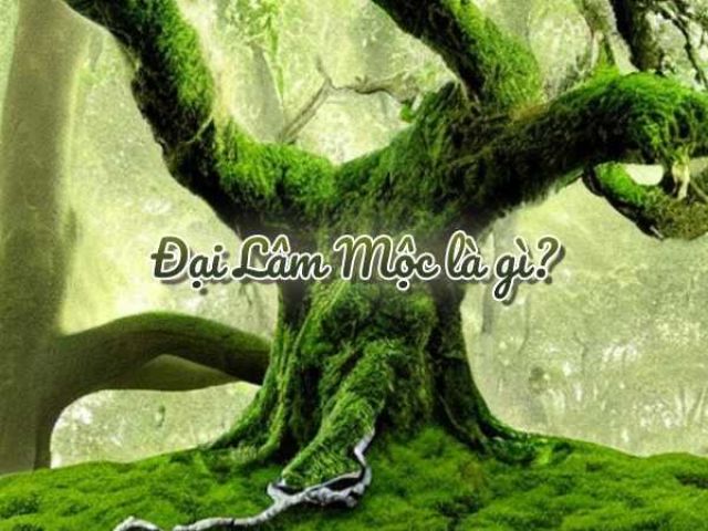 Đại Lâm Mộc là gì