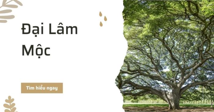 Nạp âm Mộc này có sự ôn hòa, khoan dung với mọi mối quan hệ