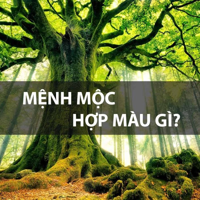 Màu của mệnh Thủy rất hợp cho người Đại Lâm Mộc lựa chọn
