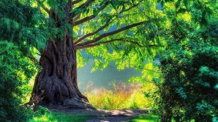 Nạp âm Đại Lâm Mộc có sự tương khắc với rất nhiều nạp âm khác trong Ngũ Hành