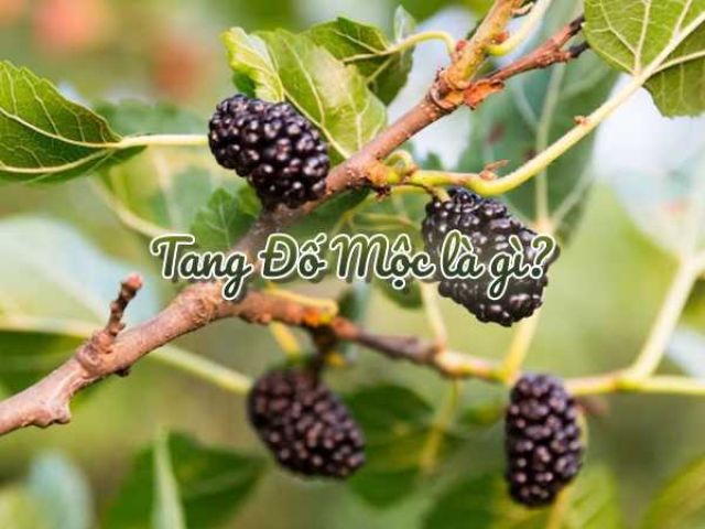 Tang Đố Mộc là gì