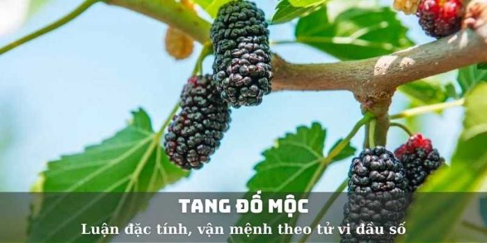 Tính cách Tang Đố Mộc rất tốt, họ dễ tạo được ấn tượng với người khác bởi sự hiền hòa, bao dung