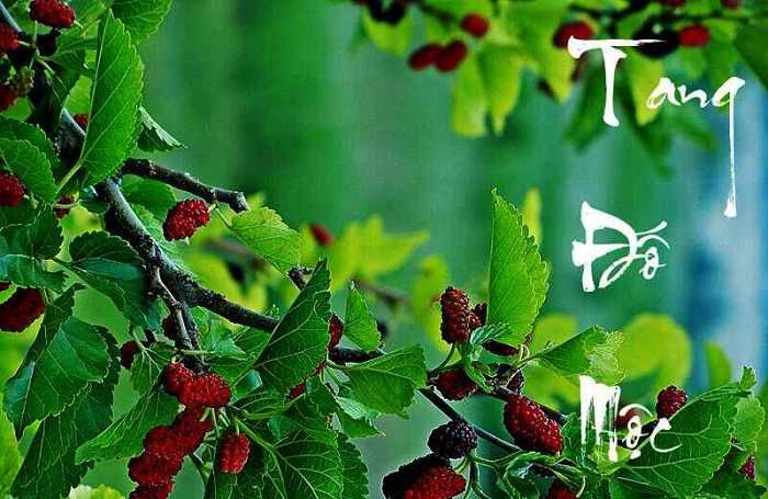 Chú ý không chọn mệnh tương khắc để vận khí của Tang Đố Mộc không bị ảnh hưởng