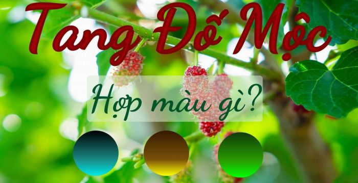 Màu của mệnh Mộc, Hỏa và Thủy là lựa chọn tốt cho Tang Đố Mộc